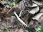 Korai porhanyósgomba (Psathyrella spadiceogrisea), Vértes